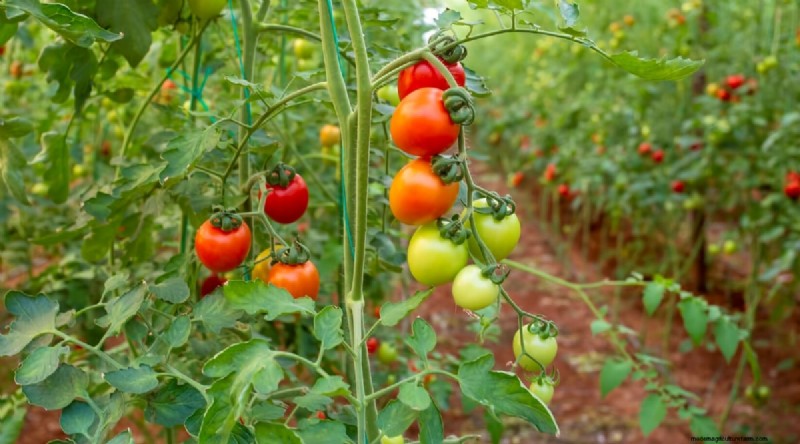 Tomaten en wortelen:een bewezen partnerplantpaar 