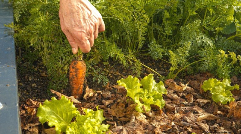 Tomaten en wortelen:een bewezen partnerplantpaar 