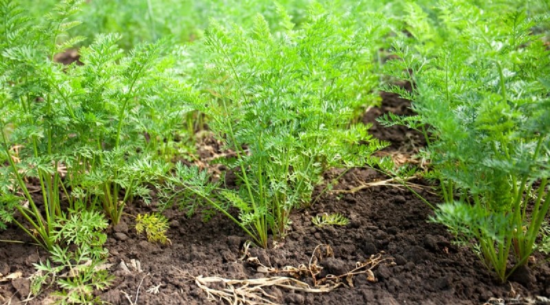 Tomaten en wortelen:een bewezen partnerplantpaar 
