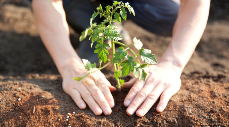 Tomaten en wortelen:een bewezen partnerplantpaar 