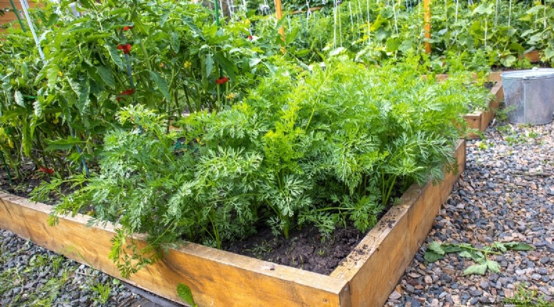 Tomaten en wortelen:een bewezen partnerplantpaar 