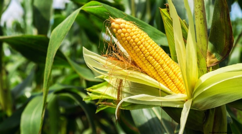 Direct zaaien succes:9 must-plant groenten en fruit voor mei 