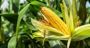 Direct‑Sow Success: 9 Must‑Plant Fruits & Vegetables for May