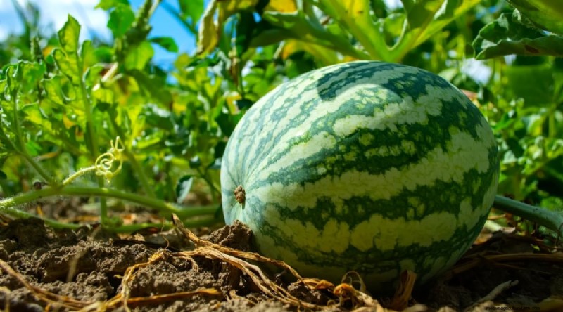 Direct zaaien succes:9 must-plant groenten en fruit voor mei 