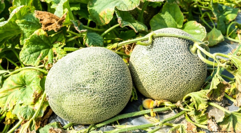 Direct zaaien succes:9 must-plant groenten en fruit voor mei 