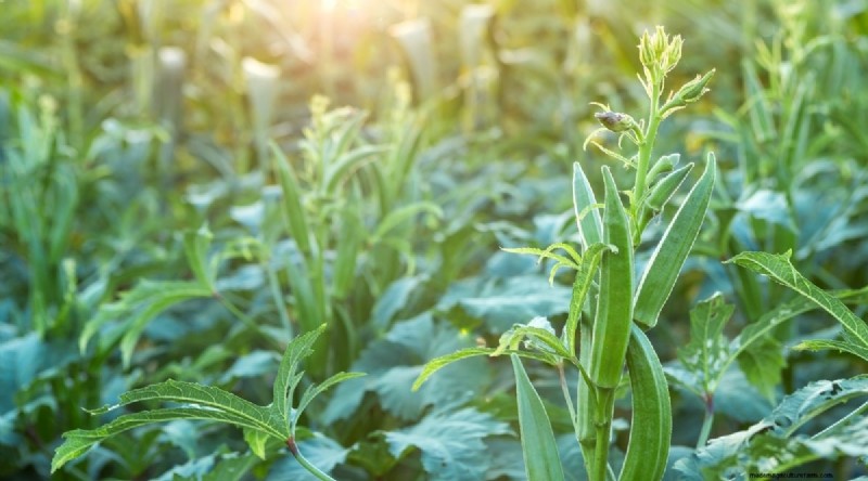 Direct zaaien succes:9 must-plant groenten en fruit voor mei 