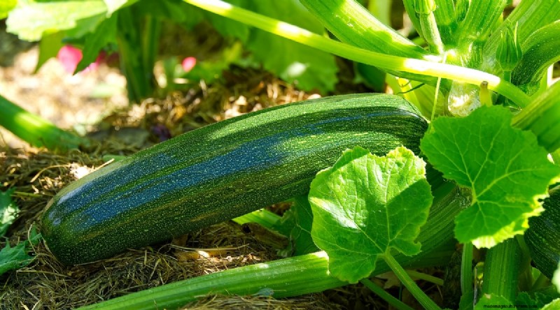 Direct zaaien succes:9 must-plant groenten en fruit voor mei 