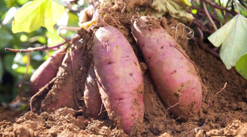 Direct zaaien succes:9 must-plant groenten en fruit voor mei 
