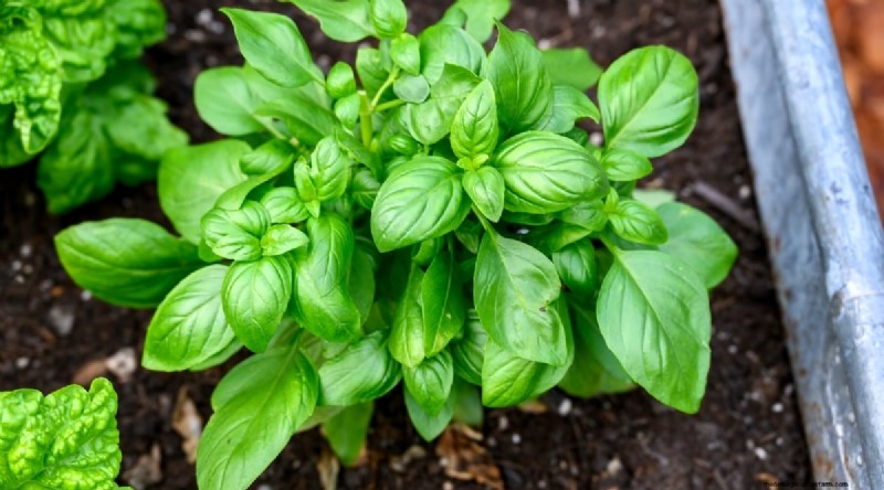 Direct zaaien succes:9 must-plant groenten en fruit voor mei 