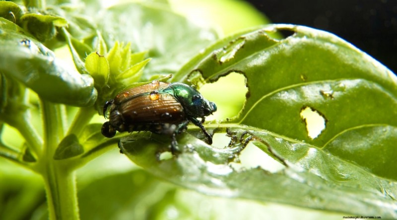 15 bewezen strategieën om weelderige basilicum in potten en containers te kweken 