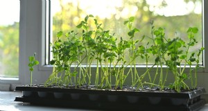 Erbsen aus Containeranbau:Ein bewährtes System für schnelle, reiche Ernten 