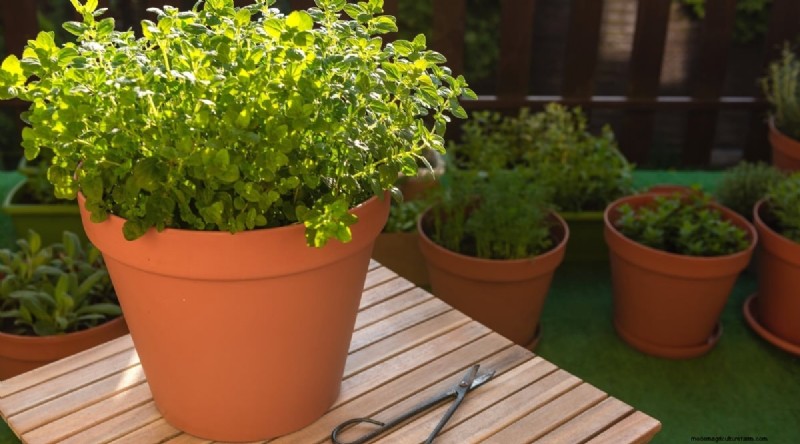 Hoe u robuuste oregano in containers kunt kweken:tips van experts en bewezen technieken 