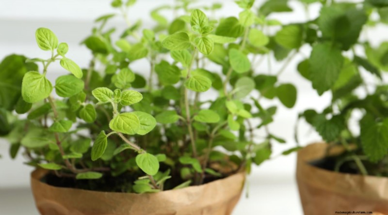 Hoe u robuuste oregano in containers kunt kweken:tips van experts en bewezen technieken 