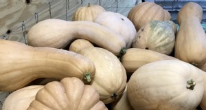 Scambio di semi per l esposizione a sud:colture di base ad alto rendimento curate da esperti per i moderni Victory Gardens 
