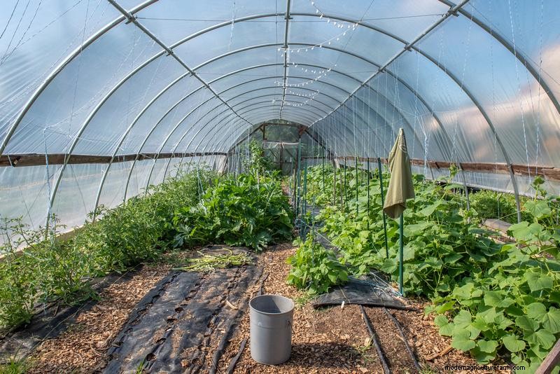 高層トンネル管理:最適な作物収量を実現する実証済みの実践