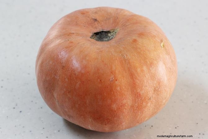 Kaddu ka Halwa:A Classic Pumpkin Sweet Delight 