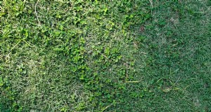 14 alternative ecologiche al prato che eliminano il tosaerba 
