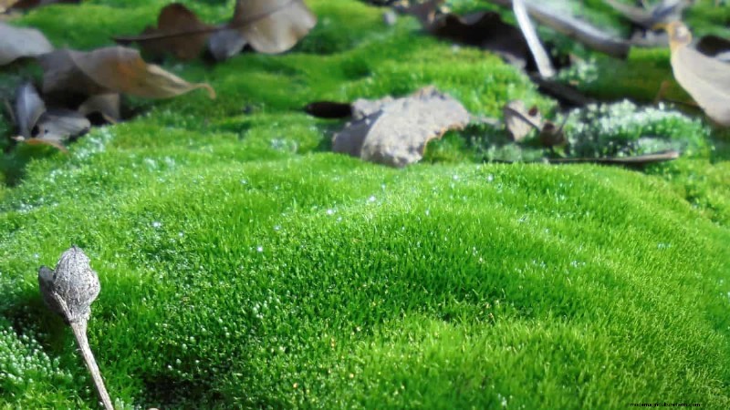 芝刈り機を不要にする環境に優しい芝生の代替品14選 