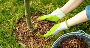14 Front‑Yard Red Flags That Reveal a New Homeowner