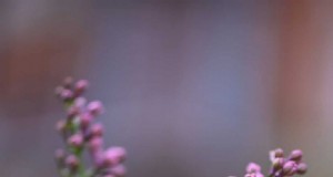Fehler beim Frühjahrsschnitt:10 klare Anzeichen dafür, dass Ihre Pflanzen leiden 