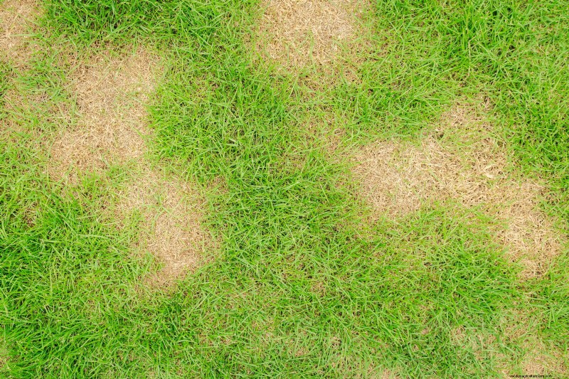 Évitez les dommages à la pelouse en août :11 correctifs d’arrosage essentiels pour juin 