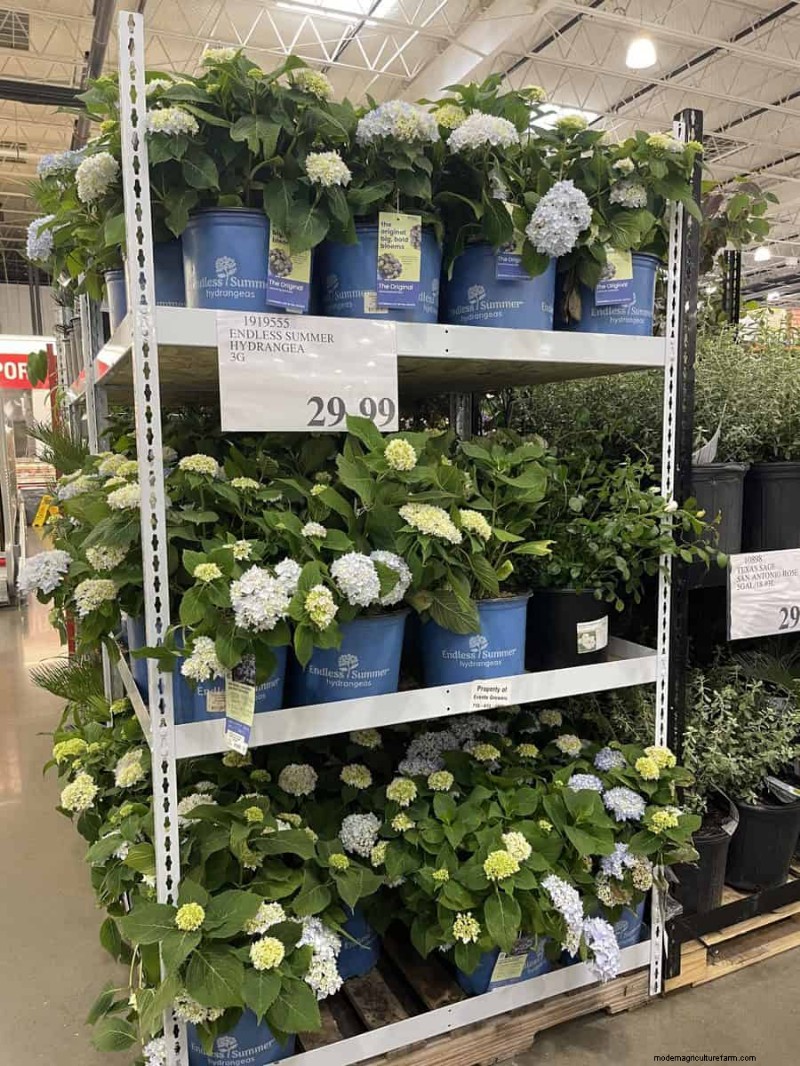 Trouvailles de jardin Costco 2026 :18 articles et prix incontournables 