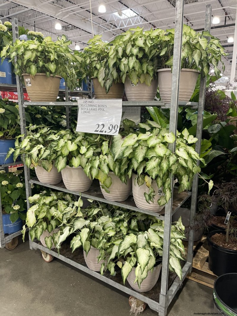 Trouvailles de jardin Costco 2026 :18 articles et prix incontournables 