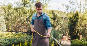 Perché i giardini vacillano entro metà luglio:13 soluzioni comprovate 
