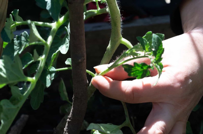 Pourquoi les jardins vacillent d’ici la mi-juillet – 13 solutions éprouvées 