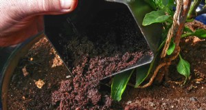 15 Sisa Dapur yang Berfungsi Ganda sebagai Pupuk Taman 