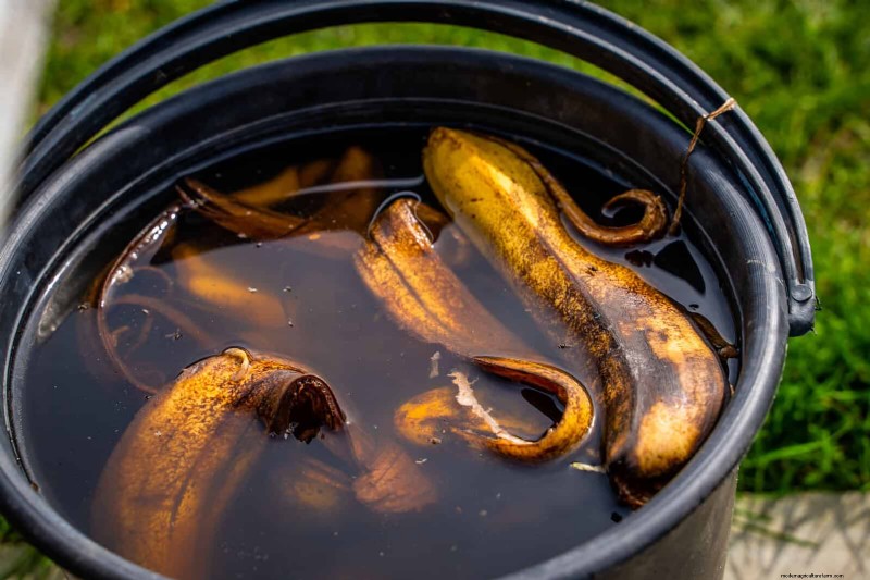 15 restes de cuisine qui servent également d engrais pour le jardin 
