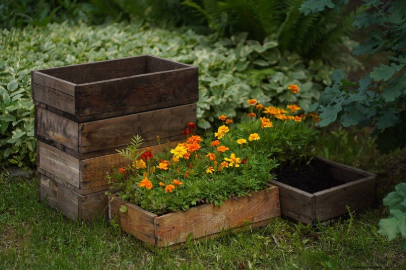 18 värmebeständiga ettåriga växter som fortsätter att blomma genom svällande somrar 