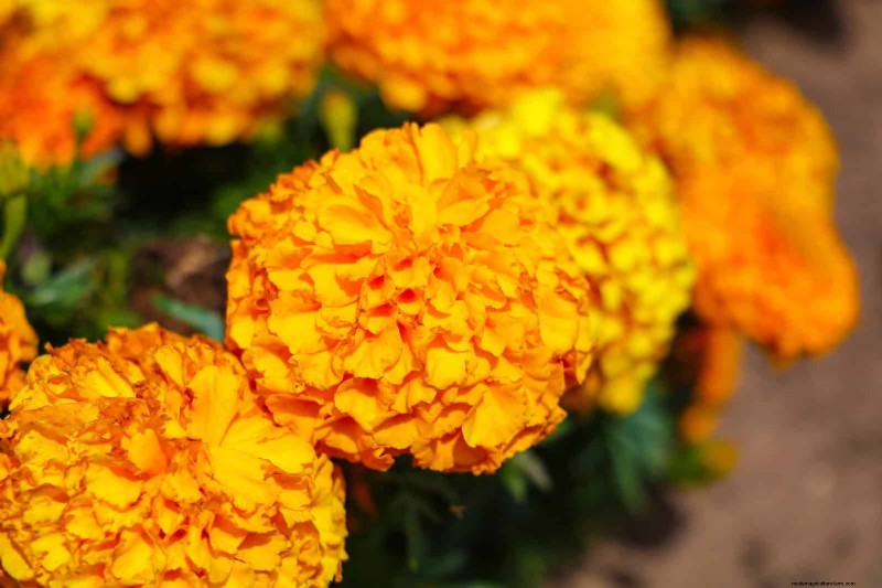 18 värmebeständiga ettåriga växter som fortsätter att blomma genom svällande somrar 