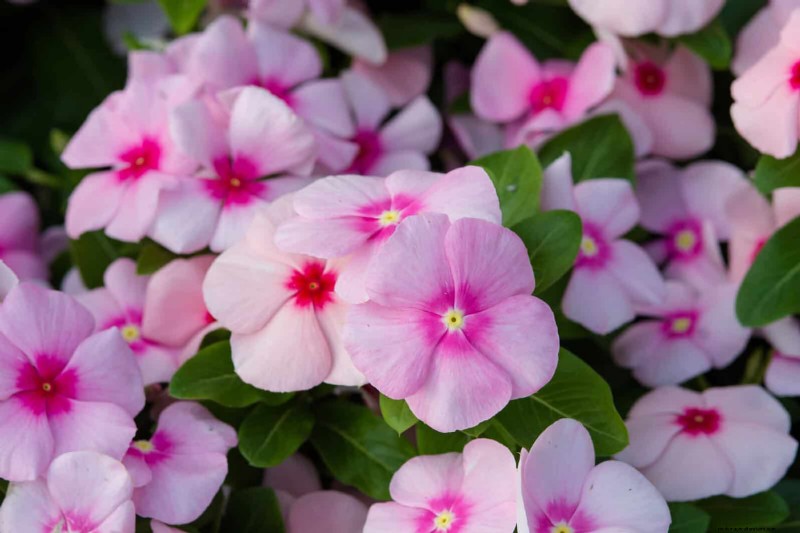 18 värmebeständiga ettåriga växter som fortsätter att blomma genom svällande somrar 