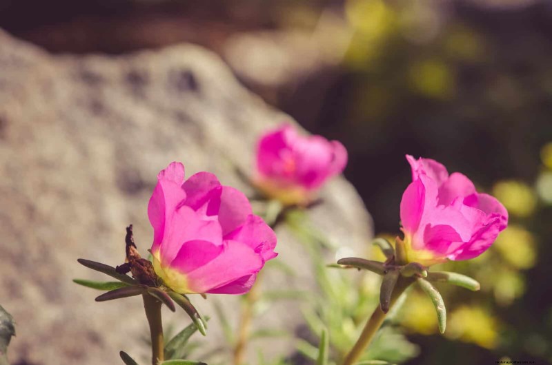 18 värmebeständiga ettåriga växter som fortsätter att blomma genom svällande somrar 