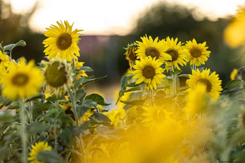 18 värmebeständiga ettåriga växter som fortsätter att blomma genom svällande somrar 