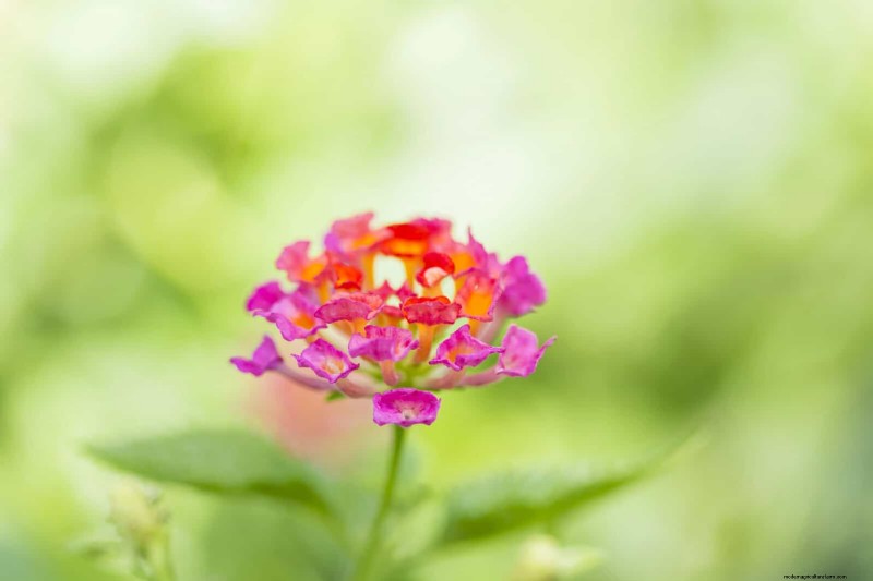 18 värmebeständiga ettåriga växter som fortsätter att blomma genom svällande somrar 