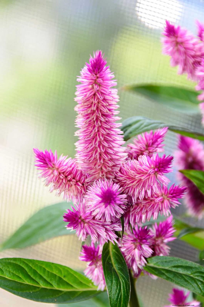 18 värmebeständiga ettåriga växter som fortsätter att blomma genom svällande somrar 