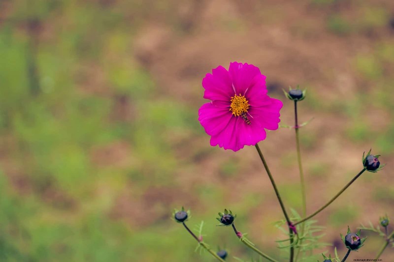 18 värmebeständiga ettåriga växter som fortsätter att blomma genom svällande somrar 