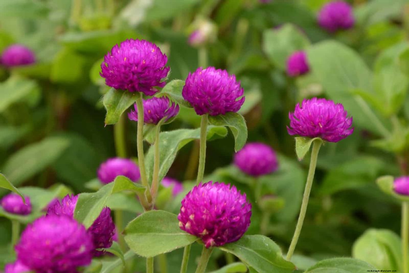 18 värmebeständiga ettåriga växter som fortsätter att blomma genom svällande somrar 