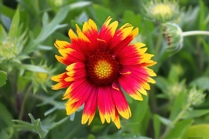 18 värmebeständiga ettåriga växter som fortsätter att blomma genom svällande somrar 