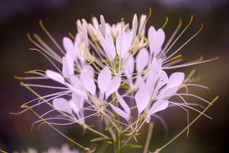 18 värmebeständiga ettåriga växter som fortsätter att blomma genom svällande somrar 