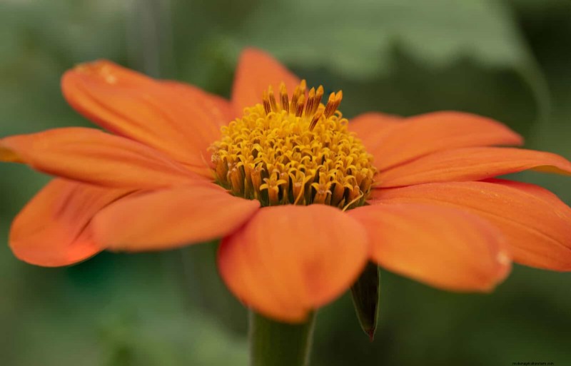 18 värmebeständiga ettåriga växter som fortsätter att blomma genom svällande somrar 