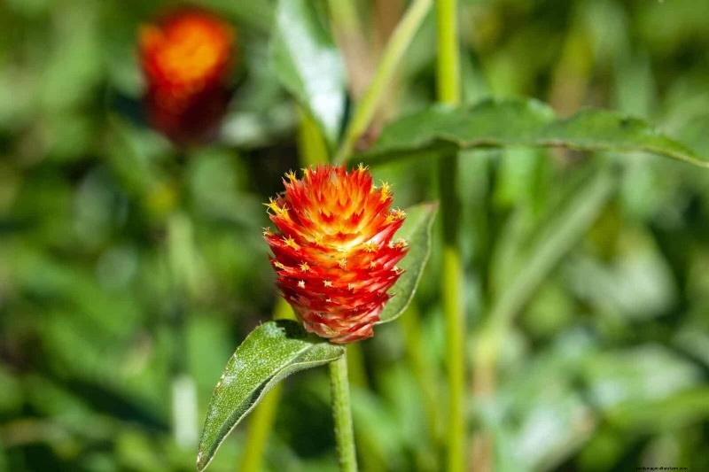 18 värmebeständiga ettåriga växter som fortsätter att blomma genom svällande somrar 