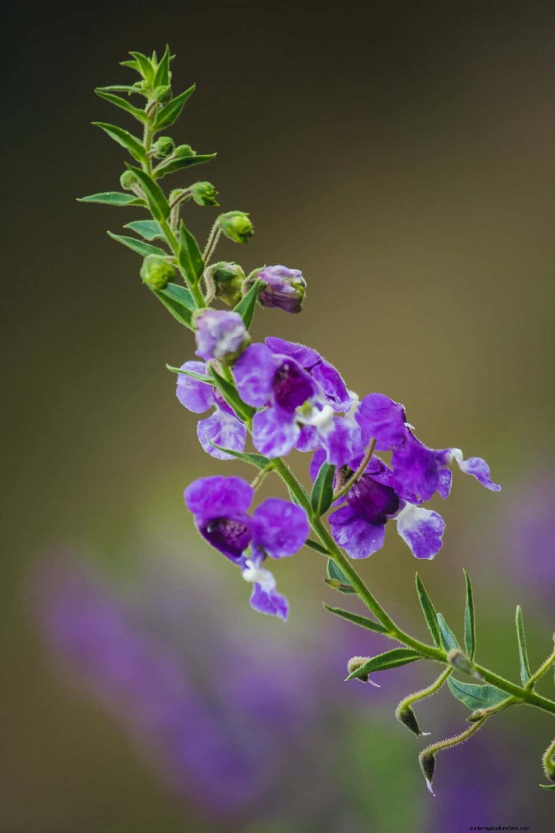 18 värmebeständiga ettåriga växter som fortsätter att blomma genom svällande somrar 