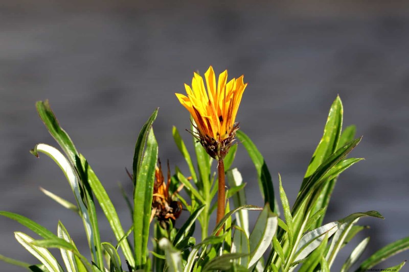 18 värmebeständiga ettåriga växter som fortsätter att blomma genom svällande somrar 
