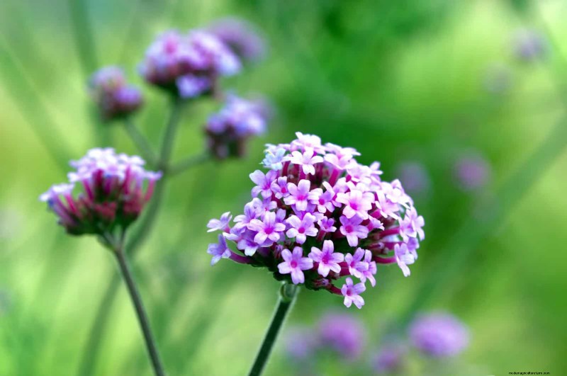 18 värmebeständiga ettåriga växter som fortsätter att blomma genom svällande somrar 