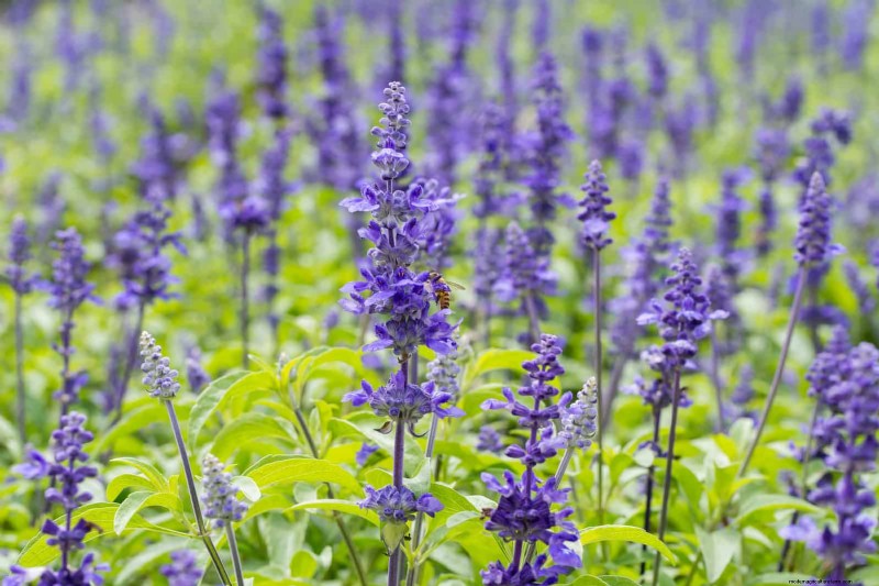 18 värmebeständiga ettåriga växter som fortsätter att blomma genom svällande somrar 