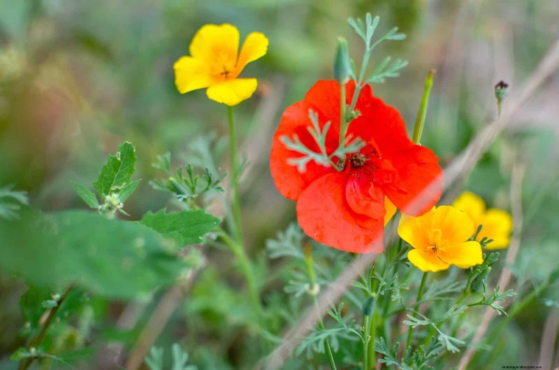 18 värmebeständiga ettåriga växter som fortsätter att blomma genom svällande somrar 