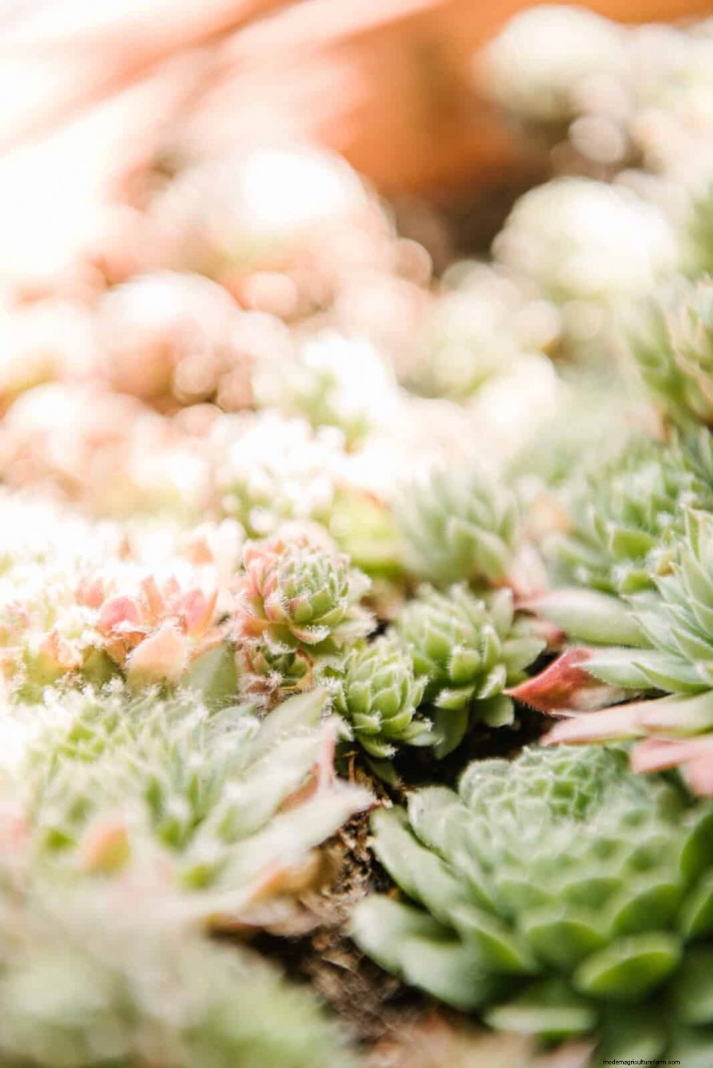 15 suckulenter som frodas genom sommarregn – expertguide till regntåliga växter